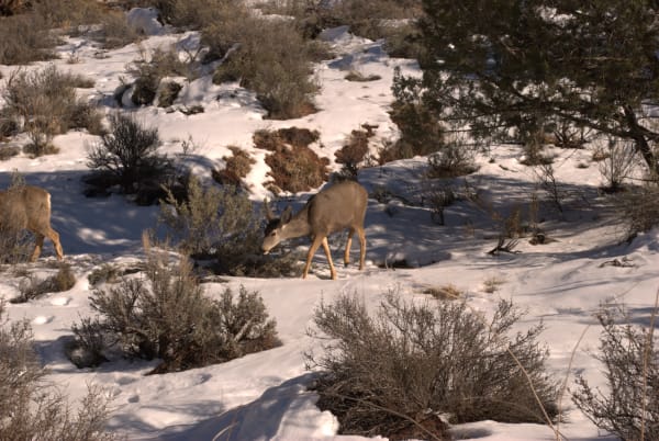 Zion region photography - Winter & Snow