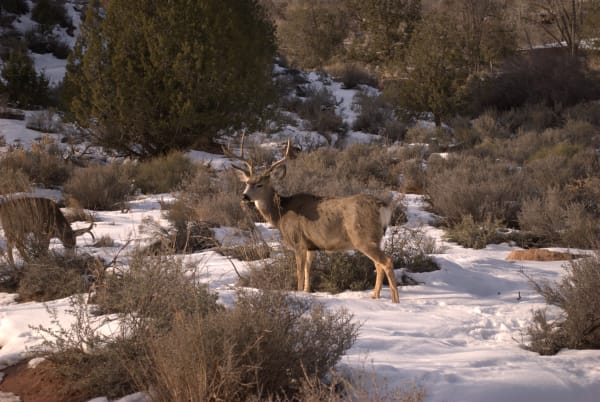 Zion region photography - Winter & Snow
