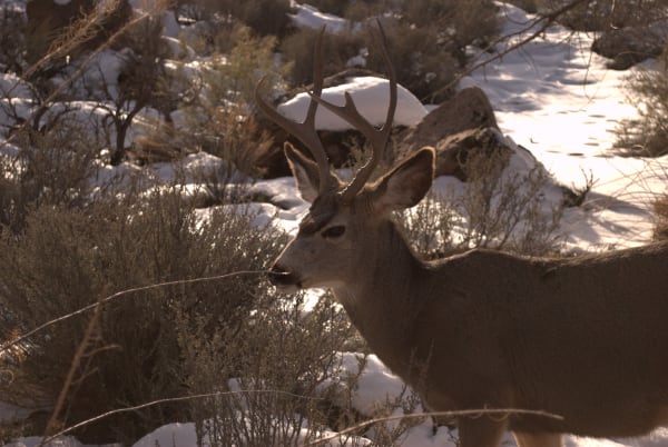 Zion region photography - Winter & Snow