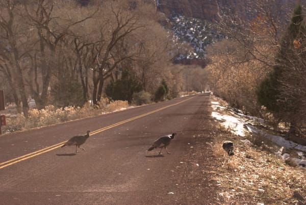 Zion region photography - Winter & Snow
