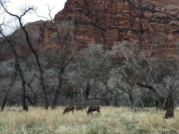 Zion region photography - Winter & Snow