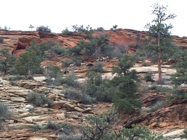 Zion region photography - Winter & Snow