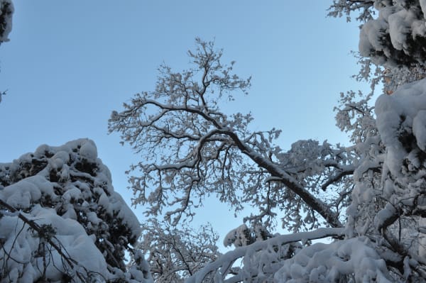 Zion region photography - Winter & Snow