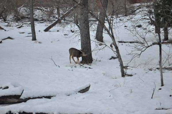 Zion region photography - Winter & Snow