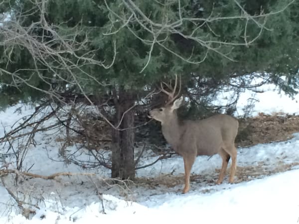 Zion region photography - Winter & Snow