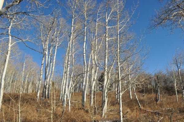 Zion region photography - Winter & Snow