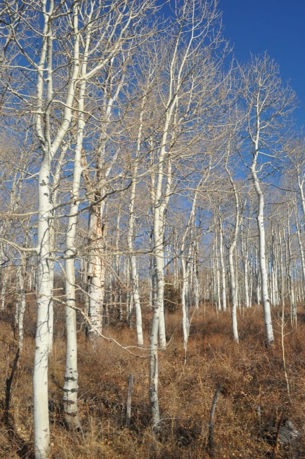 Zion region photography - Winter & Snow