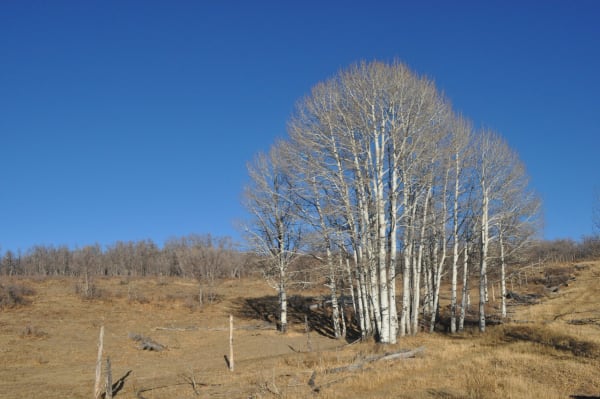 Zion region photography - Winter & Snow