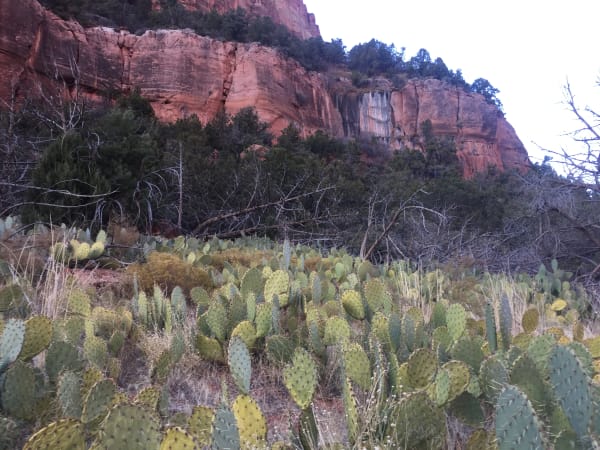 Zion region photography - Winter & Snow