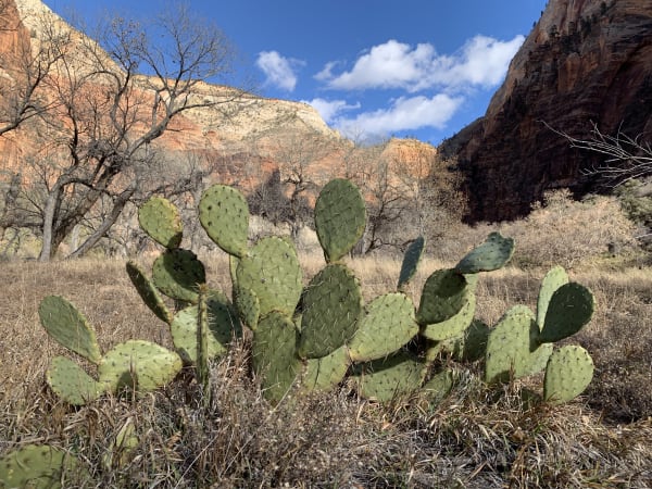 Zion region photography - Winter & Snow