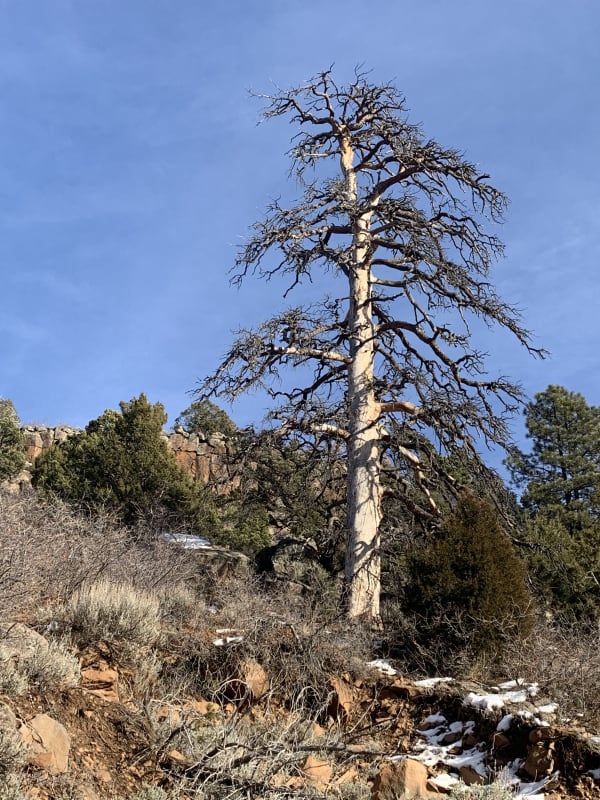 Zion region photography - Winter & Snow