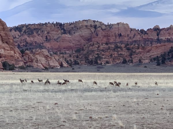 Zion region photography - Winter & Snow
