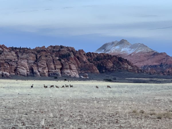 Zion region photography - Winter & Snow
