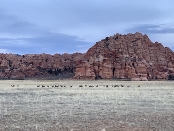 Zion region photography - Winter & Snow