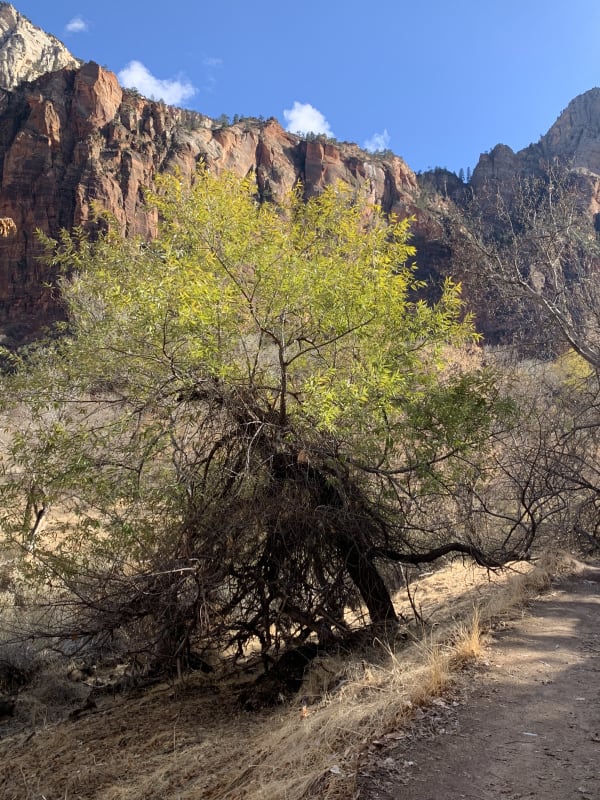 Zion region photography - Winter & Snow