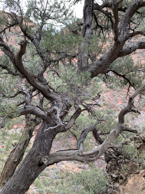 Zion region photography - Winter & Snow