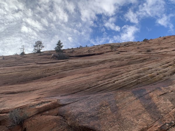 Zion region photography - Winter & Snow