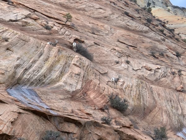 Zion region photography - Winter & Snow