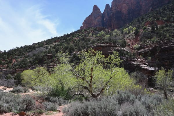 Zion region photography - Zion Canyon