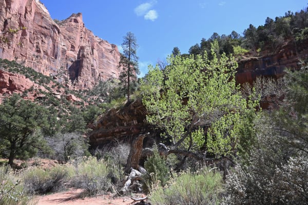 Zion region photography - Zion Canyon