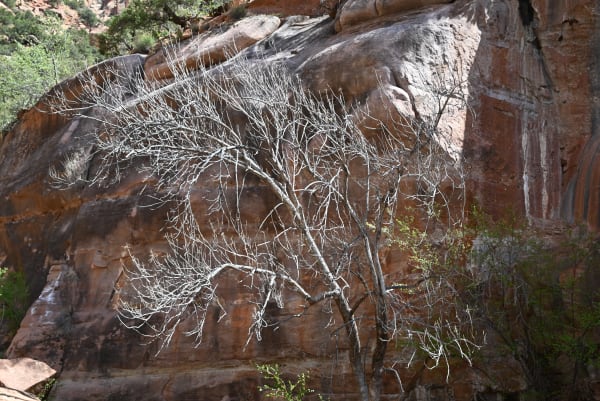 Zion region photography - Zion Canyon