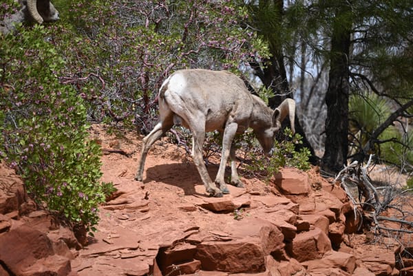 Zion region photography - Zion Canyon