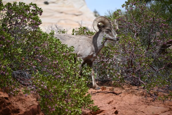 Zion region photography - Zion Canyon