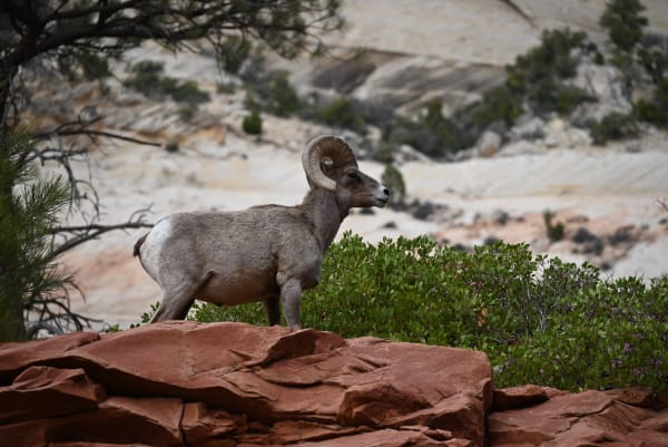 Zion region photography - Zion Canyon