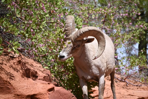 Zion region photography - Zion Canyon