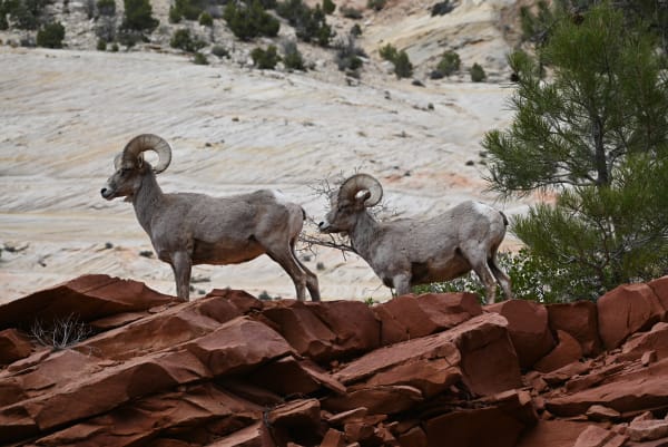 Zion region photography - Zion Canyon