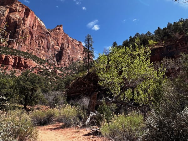 Zion region photography - Zion Canyon