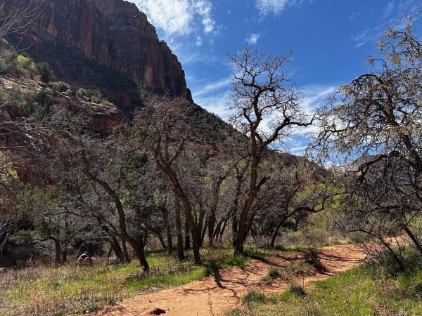 Zion region photography - Zion Canyon