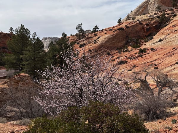 Zion region photography - Zion Canyon