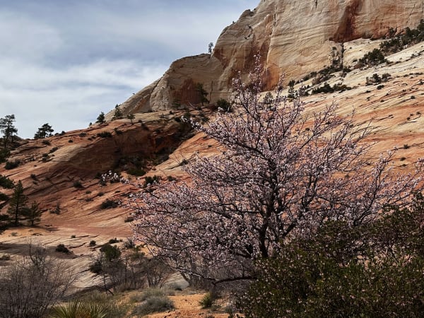 Zion region photography - Zion Canyon