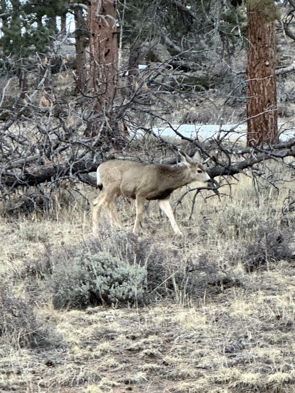 Rocky Mountain National Park photo 14