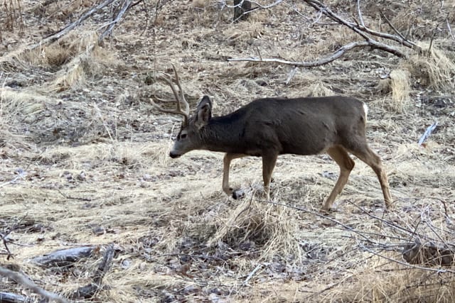 Mule Deer at Zion National Park