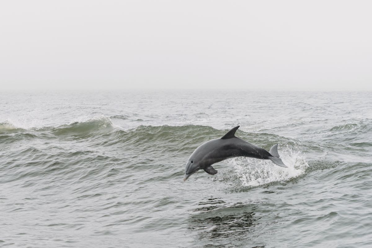 Dolphin leaping out of the ocean with a blue horizon behind it
