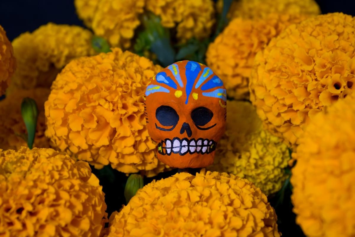 Leuchtend bemalter Calavera-Schädel bedeckt mit orangen Cempasúchil-Ringelblumen als Symbol des Día de Muertos Totenfestes in Mexiko
