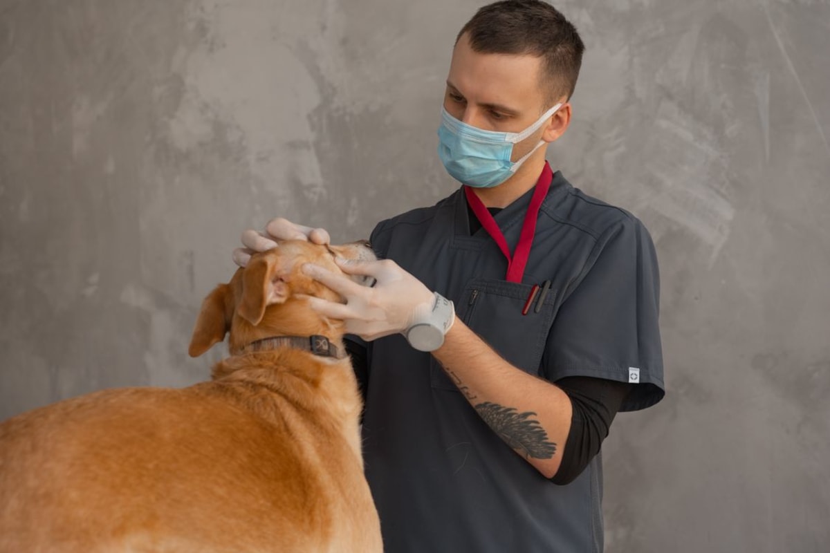 Veterinarian in mask examining a dog during a routine checkup at a clinic