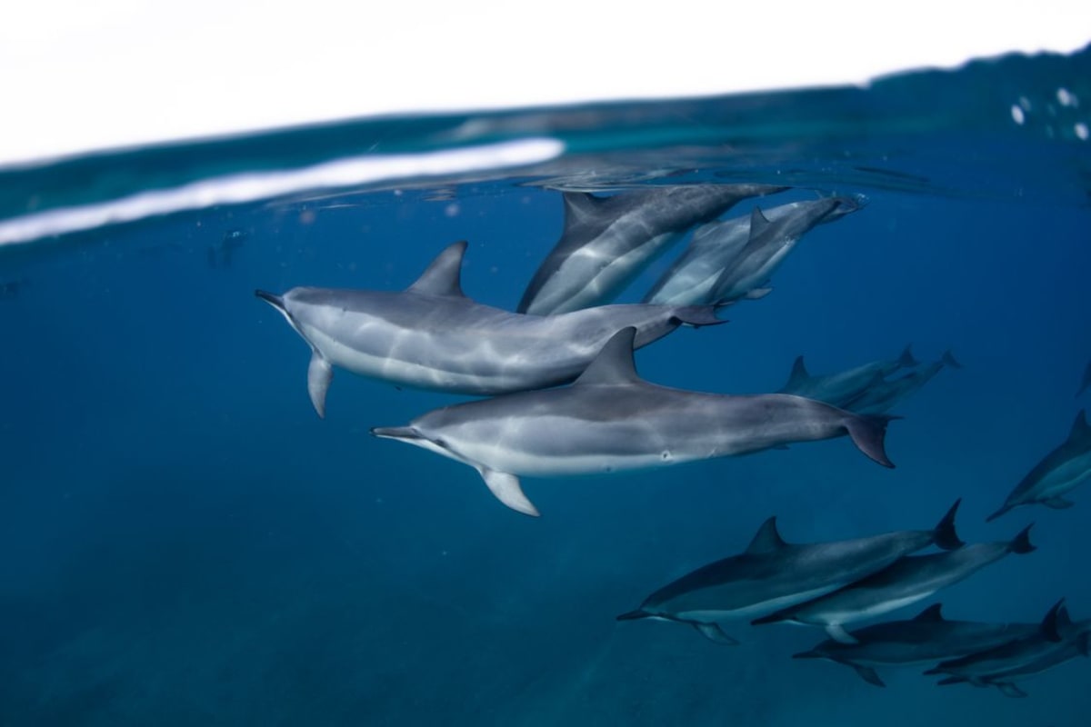 Podía de delfines giradores nadando bajo el agua en el Pacífico azul cerca de Puerto Escondido México