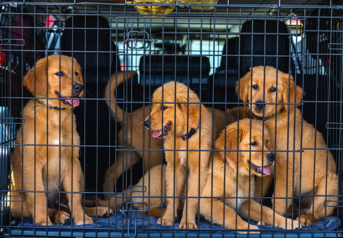 Four golden retriever puppies inside a secure travel crate ready for a flight