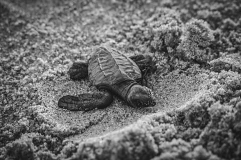 El ciclo de vida de las tortugas en Puerto Escondido
