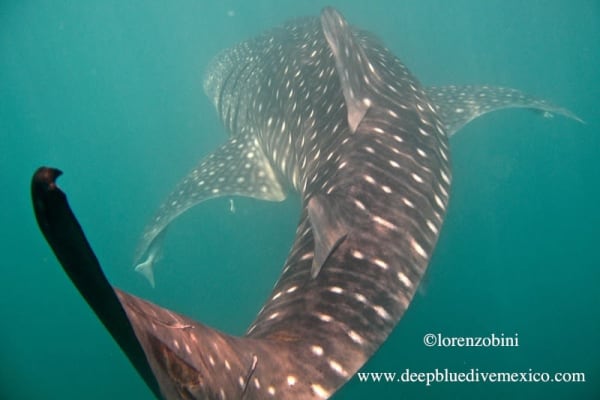 Deep Blue Dive Mexico