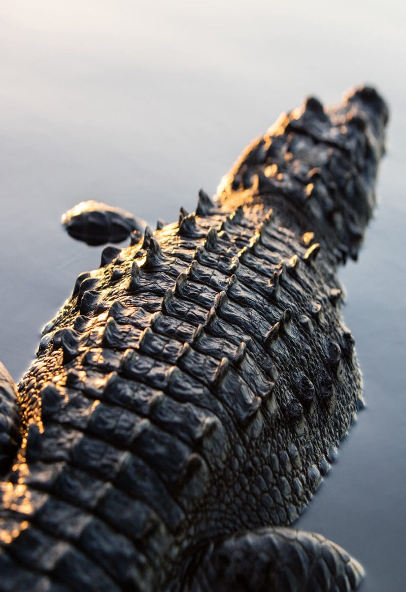 Crocodile watching tour Laguna Manialtepec Puerto Escondido