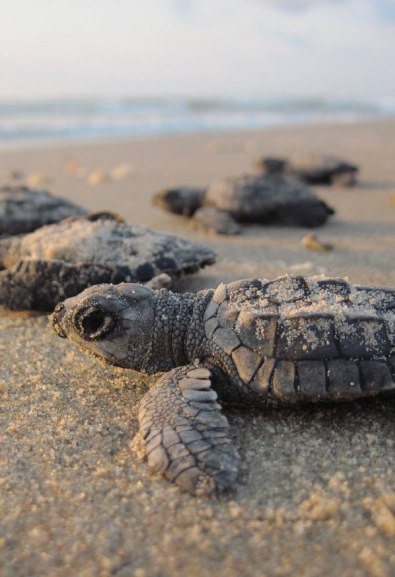 Baby sea turtle release Puerto Escondido conservation