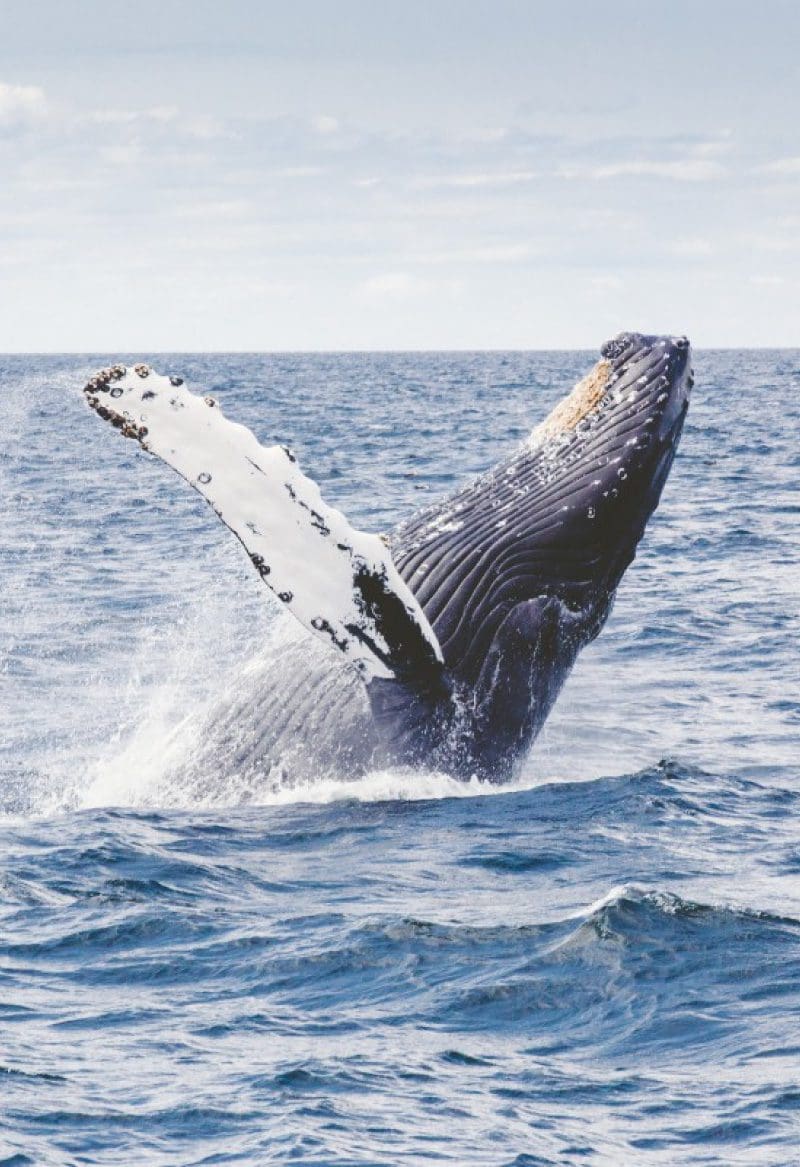 Whale watching tour Puerto Escondido humpback whales