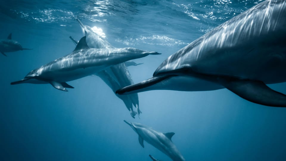 Dolphins swimming in clear blue ocean water