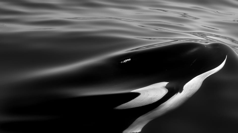 Whale tail emerging from the Pacific Ocean at sunset