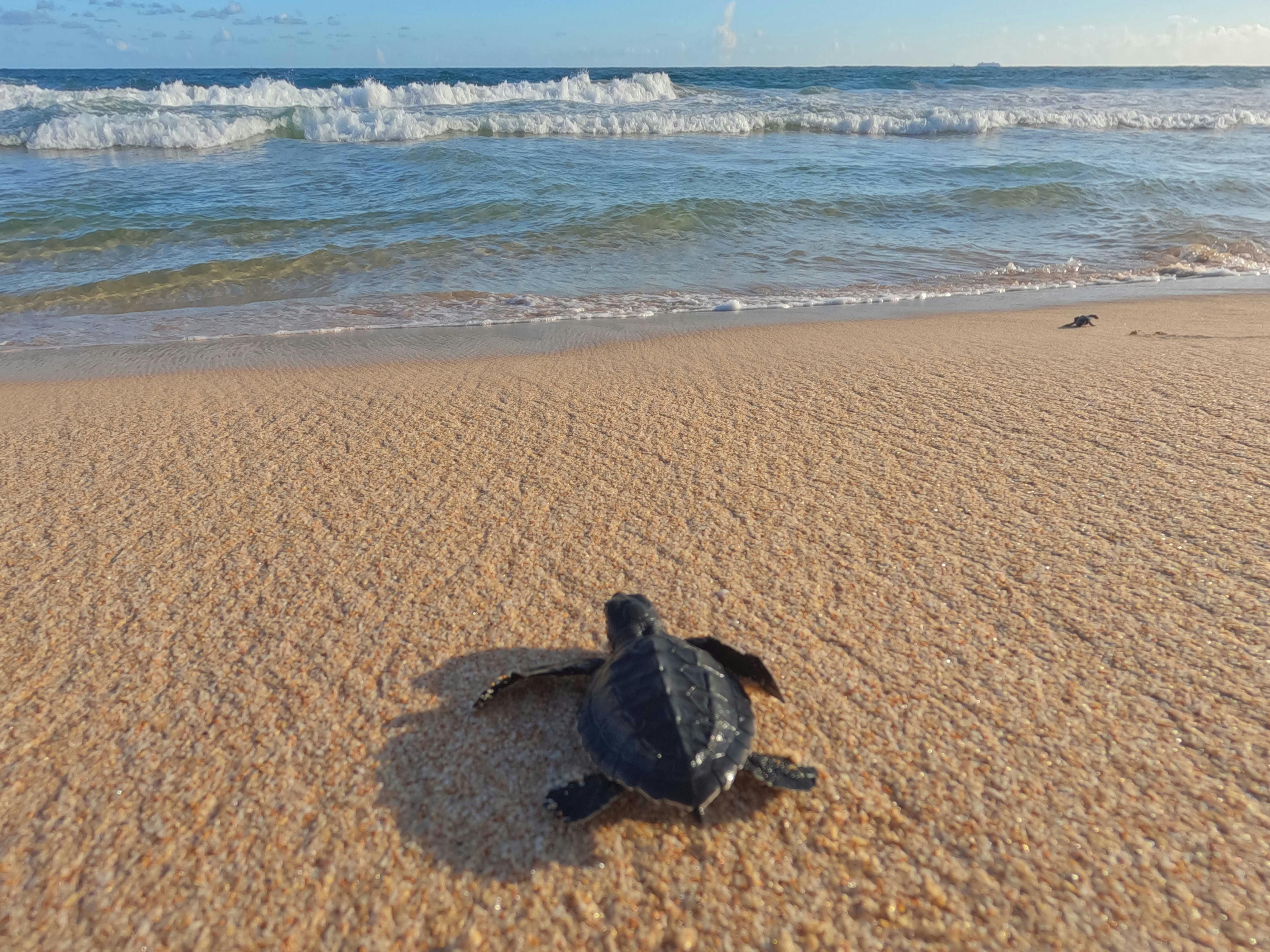 Baby Turtle Release