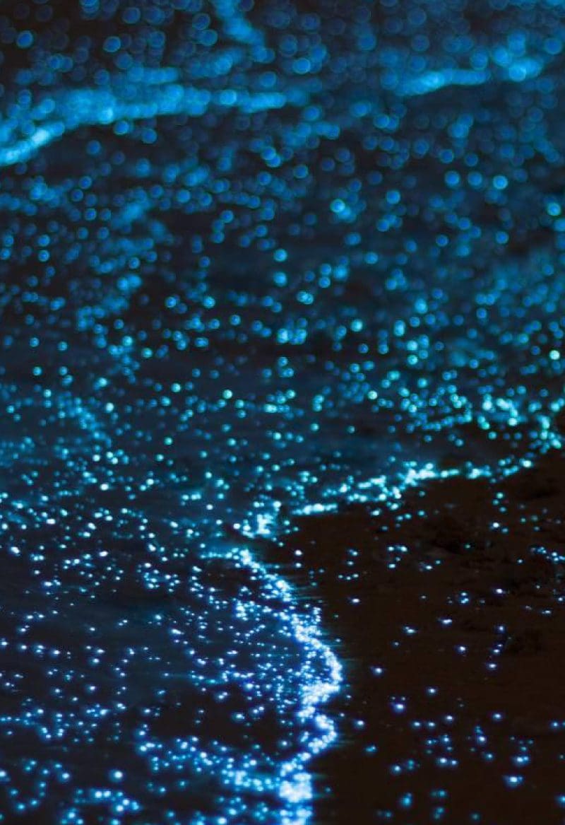 Bioluminiscencia